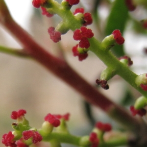 Photographie n°29447 du taxon Pistacia lentiscus L.