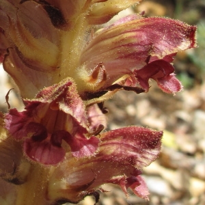 Photographie n°29449 du taxon Orobanche gracilis Sm.