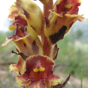 Photographie n°29450 du taxon Orobanche gracilis Sm.