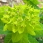  Marie  Portas - Euphorbia flavicoma subsp. verrucosa (Fiori) Pignatti