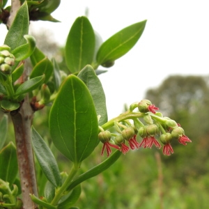 Photographie n°29469 du taxon Coriaria myrtifolia L.