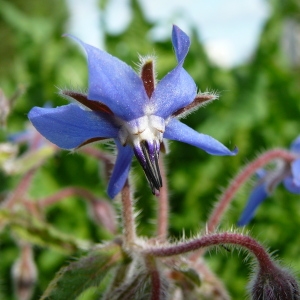 Photographie n°29484 du taxon Borago officinalis L. [1753]