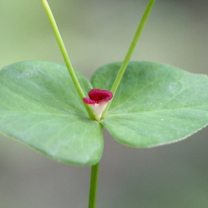 Photographie n°29507 du taxon Euphorbia dulcis L.