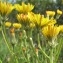  Marie  Portas - Crepis vesicaria subsp. taraxacifolia (Thuill.) Thell.