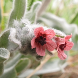 Photographie n°29534 du taxon Cynoglossum cheirifolium L.