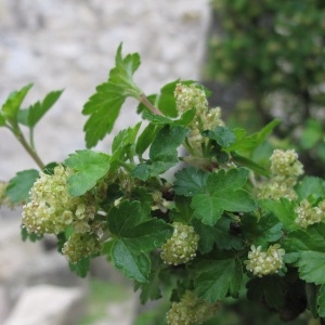 Photographie n°29539 du taxon Ribes alpinum L.