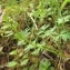  Marie  Portas - Corydalis solida (L.) Clairv.
