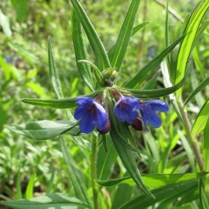 Photographie n°29552 du taxon Lithospermum purpurocaeruleum L.