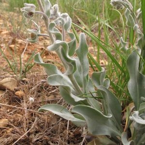 Photographie n°29563 du taxon Cynoglossum cheirifolium L.