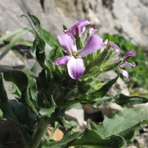 Hesperis laciniata All. (Julienne à feuilles laciniées)