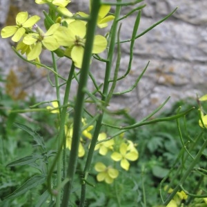 Photographie n°29587 du taxon Coincya cheiranthos (Vill.) Greuter & Burdet