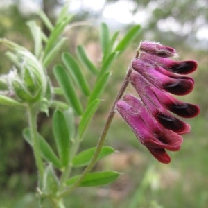 Vicia unguiculata subsp. atropurpurea (Desf.) Bonnier & Layens (Vesce du Bengale)