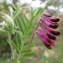  Marie  Portas - Vicia benghalensis L.