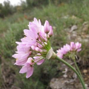 Photographie n°29596 du taxon Allium roseum L.