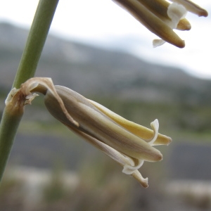 Photographie n°29599 du taxon Dipcadi serotinum (L.) Medik.