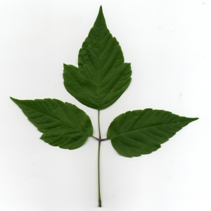 Photographie n°29601 du taxon Acer negundo L.