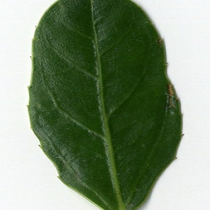 Photographie n°29618 du taxon Rhamnus alaternus L. [1753]