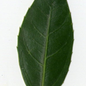 Photographie n°29620 du taxon Rhamnus alaternus L. [1753]