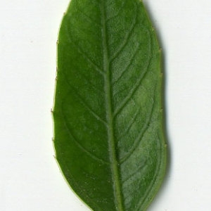 Photographie n°29626 du taxon Rhamnus alaternus L. [1753]