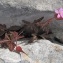  Marie  Portas - Geranium robertianum subsp. purpureum (Vill.) Nyman [1878]