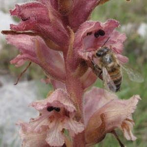 Photographie n°29645 du taxon Orobanche caryophyllacea Sm. [1798]