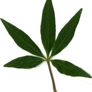 Photographie n°29726 du taxon Vitex agnus-castus L. [1753]