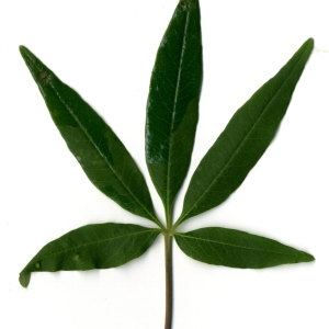 Photographie n°29727 du taxon Vitex agnus-castus L. [1753]