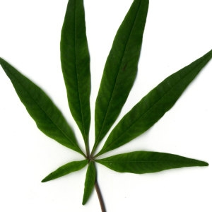 Photographie n°29734 du taxon Vitex agnus-castus L. [1753]