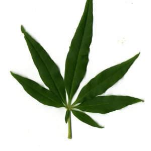 Photographie n°29741 du taxon Vitex agnus-castus L. [1753]