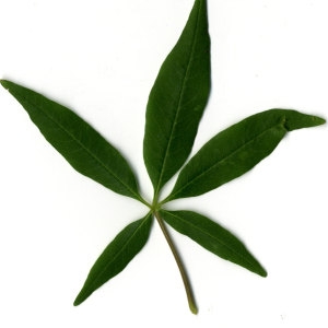 Photographie n°29747 du taxon Vitex agnus-castus L. [1753]