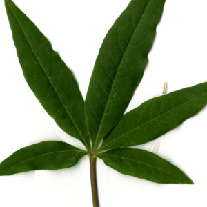 Photographie n°29750 du taxon Vitex agnus-castus L. [1753]