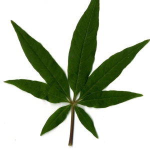 Photographie n°29752 du taxon Vitex agnus-castus L. [1753]