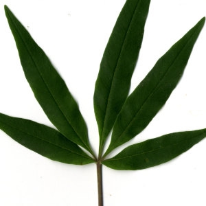 Photographie n°29759 du taxon Vitex agnus-castus L. [1753]