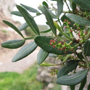 Photographie n°29772 du taxon Pistacia lentiscus L.