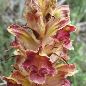 Photographie n°29773 du taxon Orobanche gracilis Sm.