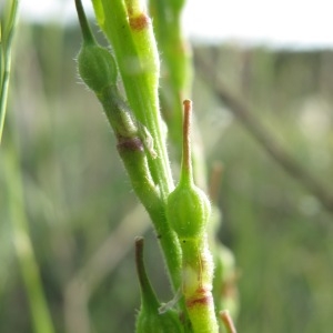 Photographie n°29774 du taxon Rapistrum rugosum (L.) All.