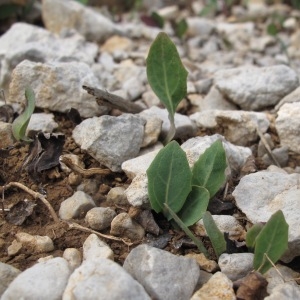 Photographie n°29776 du taxon Aetheorhiza bulbosa (L.) Cass.