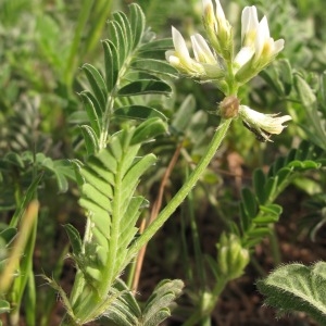 Photographie n°29782 du taxon Astragalus hamosus L.