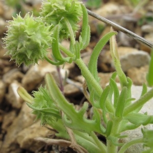 Photographie n°29789 du taxon Valerianella coronata var. discoidea (L.) Mutel