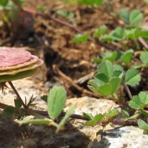 Photographie n°29806 du taxon Medicago orbicularis (L.) Bartal.