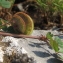  Marie  Portas - Medicago orbicularis (L.) Bartal.