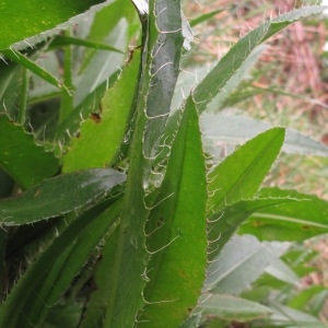 Photographie n°29816 du taxon Cirsium monspessulanum (L.) Hill
