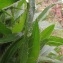  Marie  Portas - Cirsium monspessulanum (L.) Hill