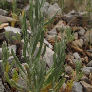 Photographie n°29846 du taxon Xeranthemum inapertum (L.) Mill.