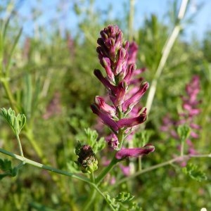 Photographie n°29850 du taxon Fumaria officinalis L. [1753]