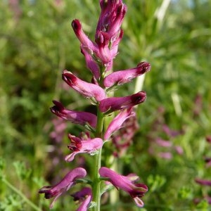 Photographie n°29851 du taxon Fumaria officinalis L. [1753]