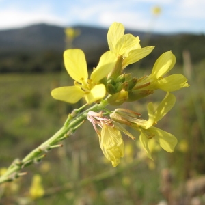 Photographie n°29854 du taxon Rapistrum rugosum (L.) All.