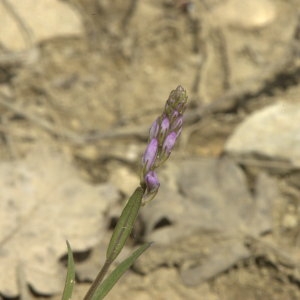 Photographie n°29870 du taxon Polygala monspeliaca L. [1753]