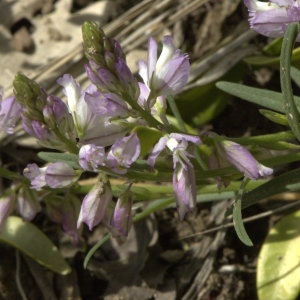 Polygala monspeliaca L. (Polygala de Montpellier)