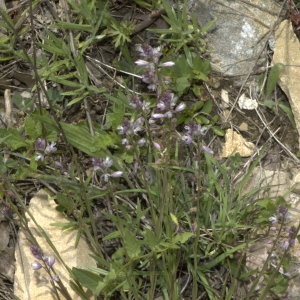 Photographie n°29875 du taxon Polygala monspeliaca L. [1753]